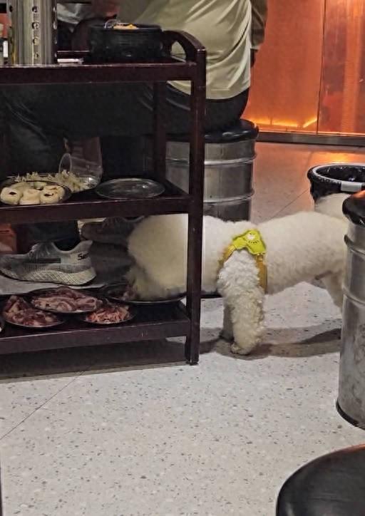 湖南衡阳，一家网红烤肉店内，86元一盘的生鲜烤肉，在十几秒内被一只无人看管的小型