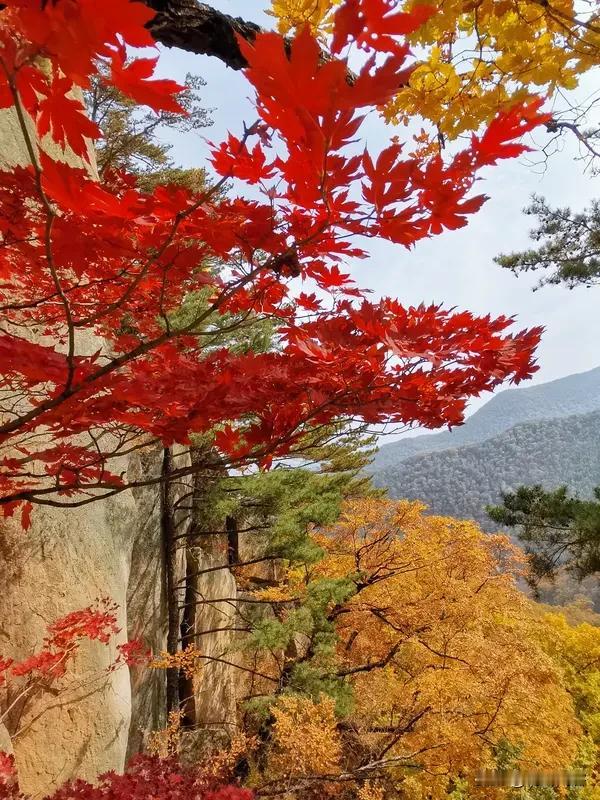 上联:千山红叶燃诗意;
下联:万岭青岚勾画情。