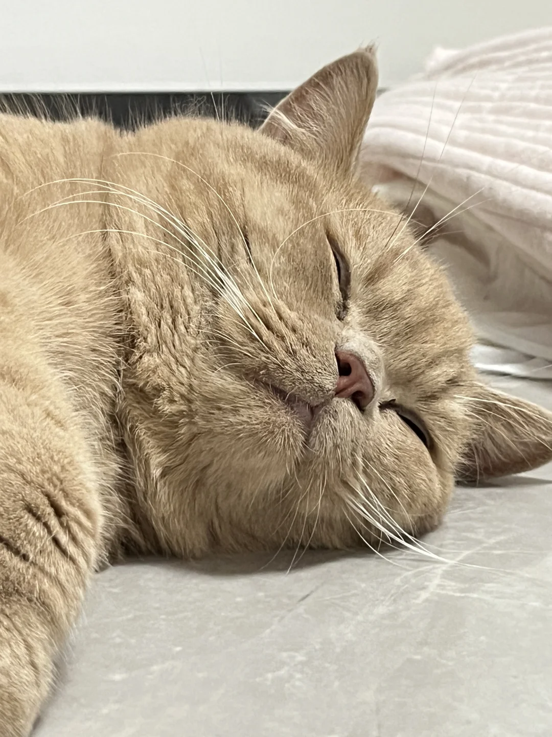 小甜鑫🐱｜想看大家的猫猫睡觉大头照👀