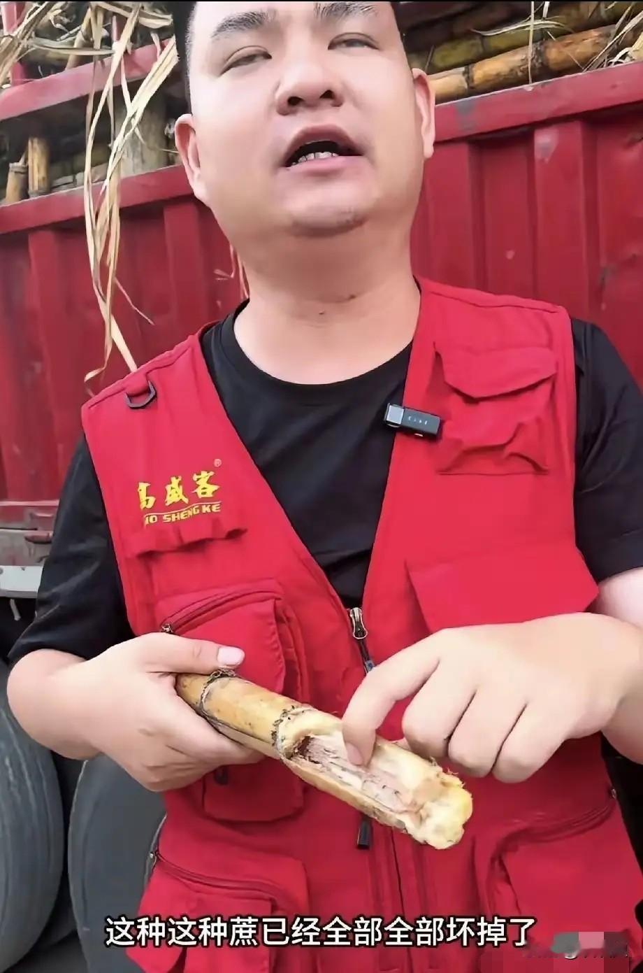 “求求了！大家不要再送带叶，带根，掺铁的甘蔗来了！”2026年5月1日，化州耀明