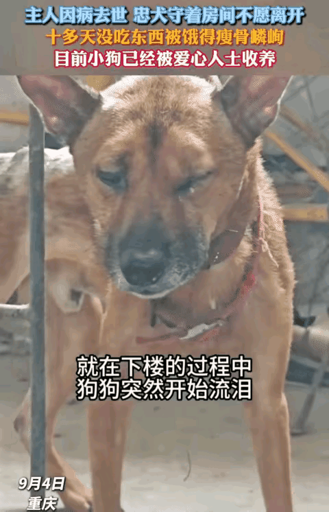 重庆黄狗守旧屋：它守的不只是房子，是一辈子的陪伴
 
泪目！重庆一位70岁的老人