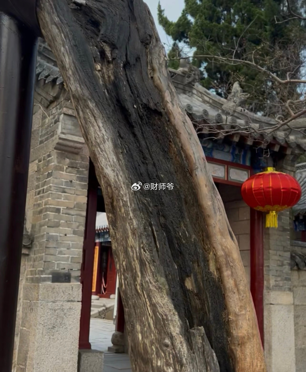 青岛市崂山太清宫三清殿前的一颗石榴树，曾遭雷击，但依然存活。树芯处已被真菌感染，