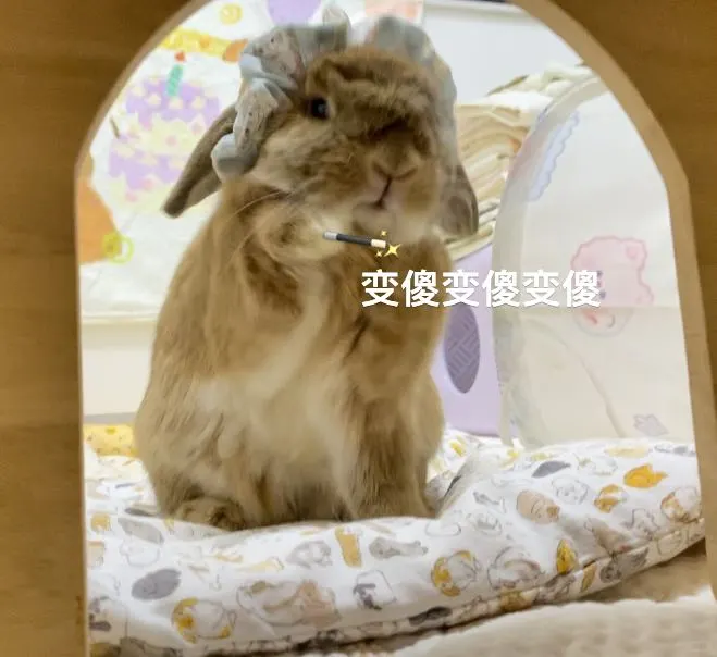小兔魔法🪄