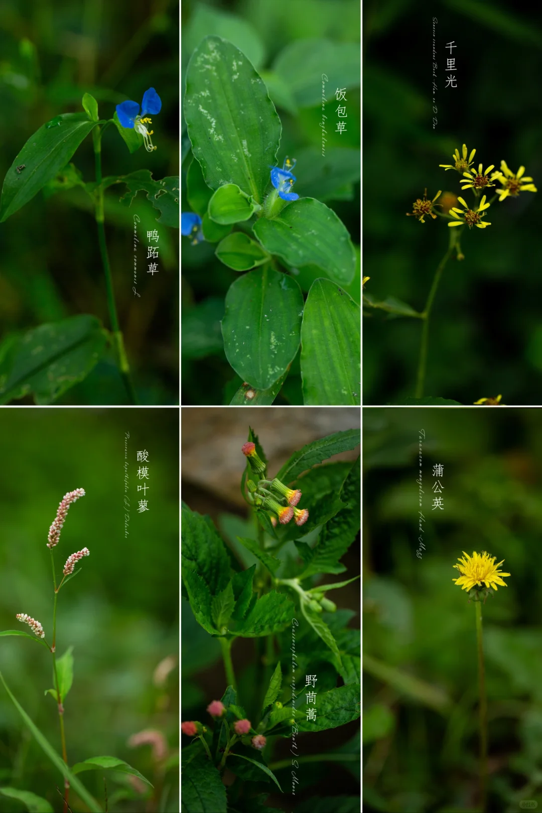 野花吐芳不择地|立秋