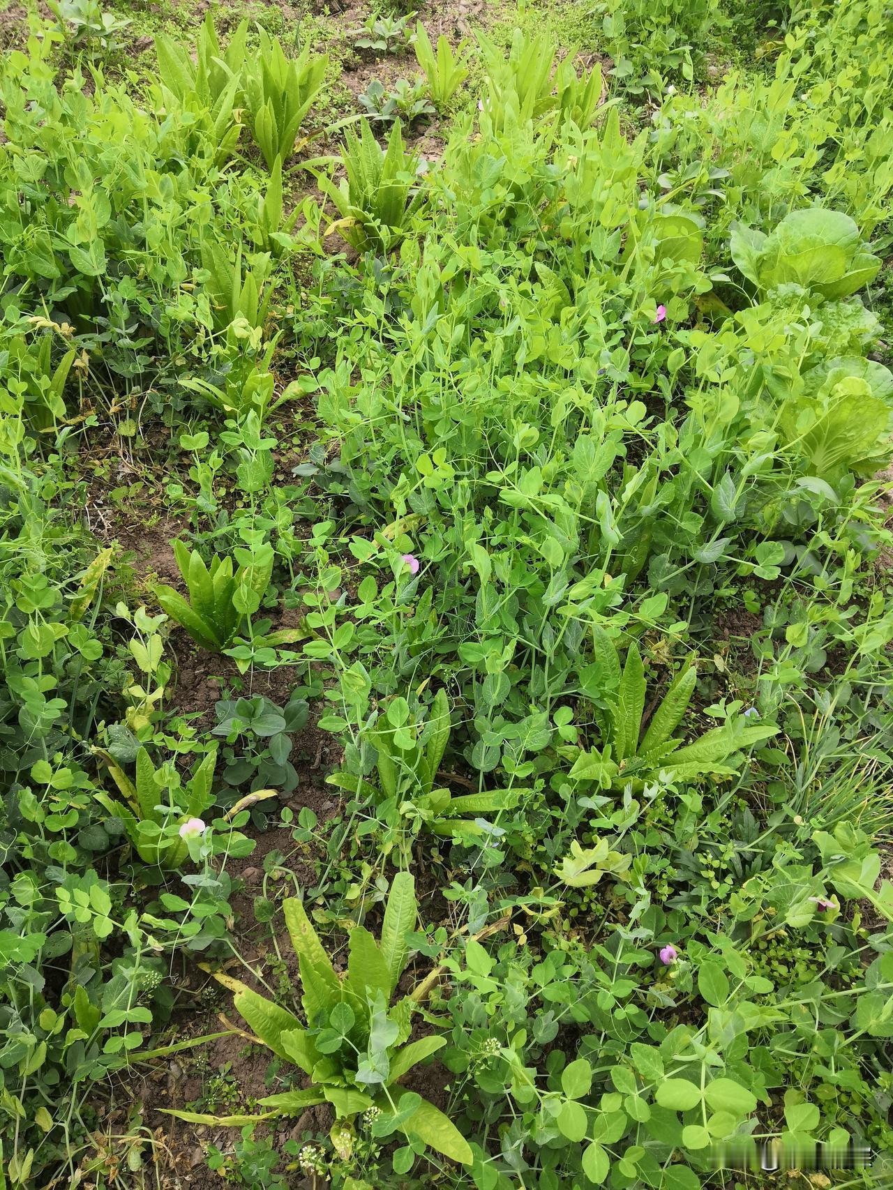 2025年12月24日，回到中江县老家农村里面，看到豌豆绿油油的很嫩的感觉，豌豆