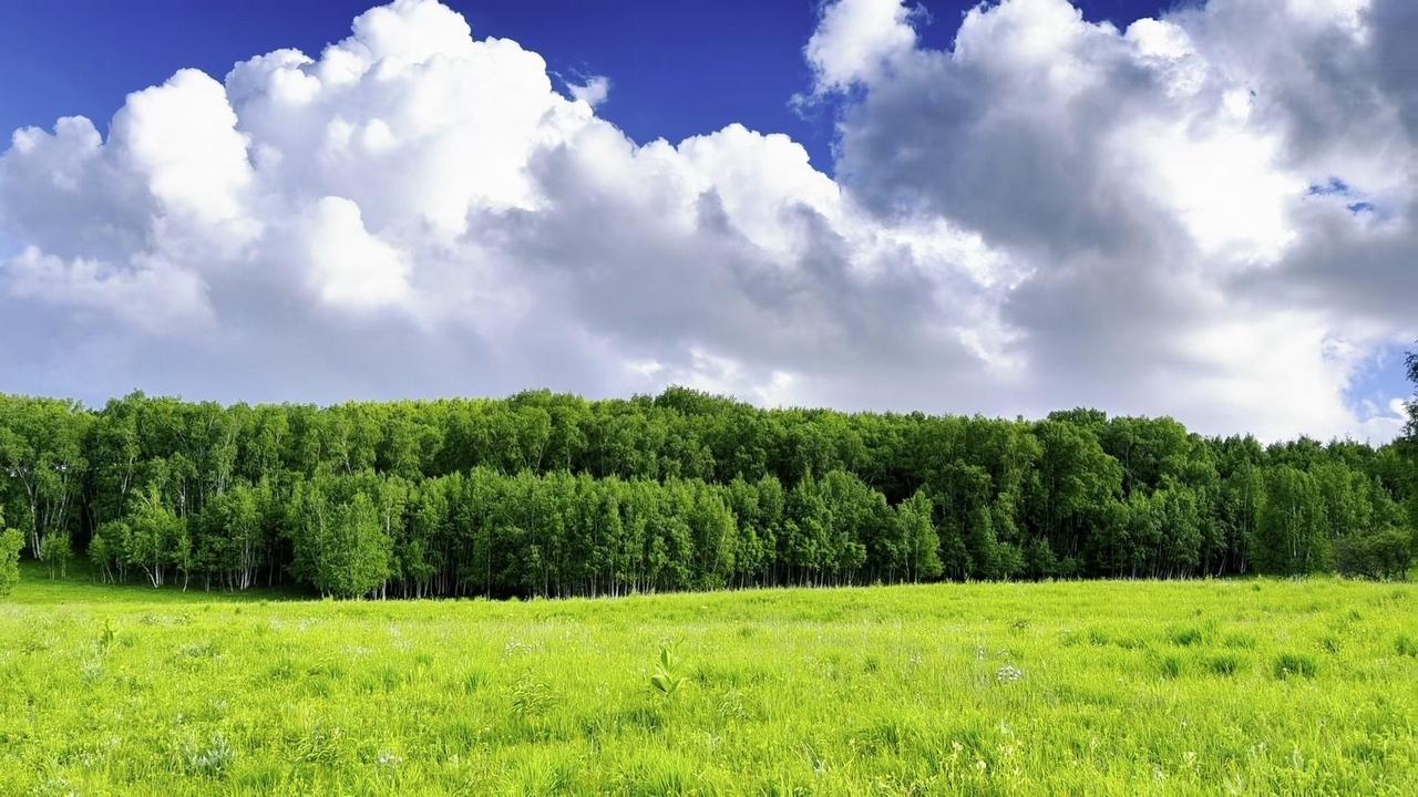 乌兰布统的徒步，是我与风、树、草、丘的私语时光。摇摆在坦荡草地，踏在白桦树影上，