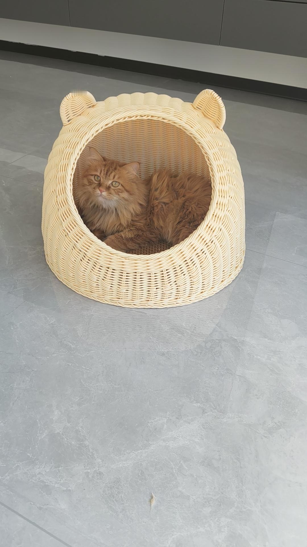 可爱大橘猫真的是我养过最不后悔的陪伴。
之前在小区楼下捡了只巴掌大的流浪小橘，连