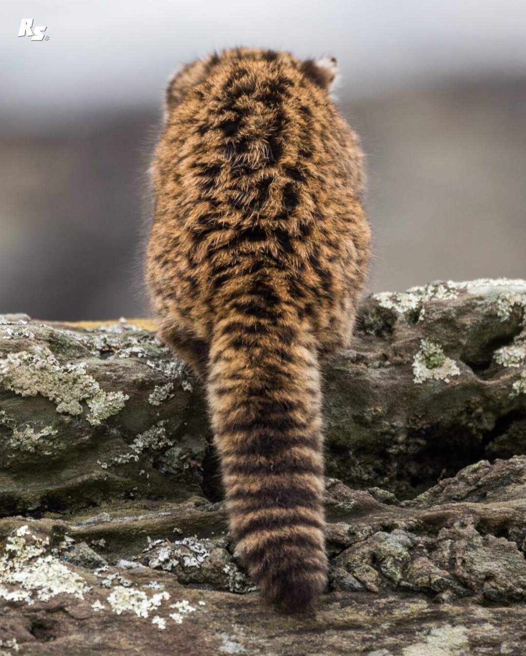 可可爱爱南美林猫~~【ins：emintehess】 