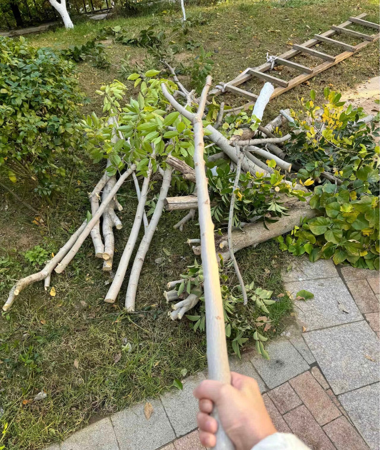 没有任何一个男人，能抵抗住一根笔直的棍子[哇] 