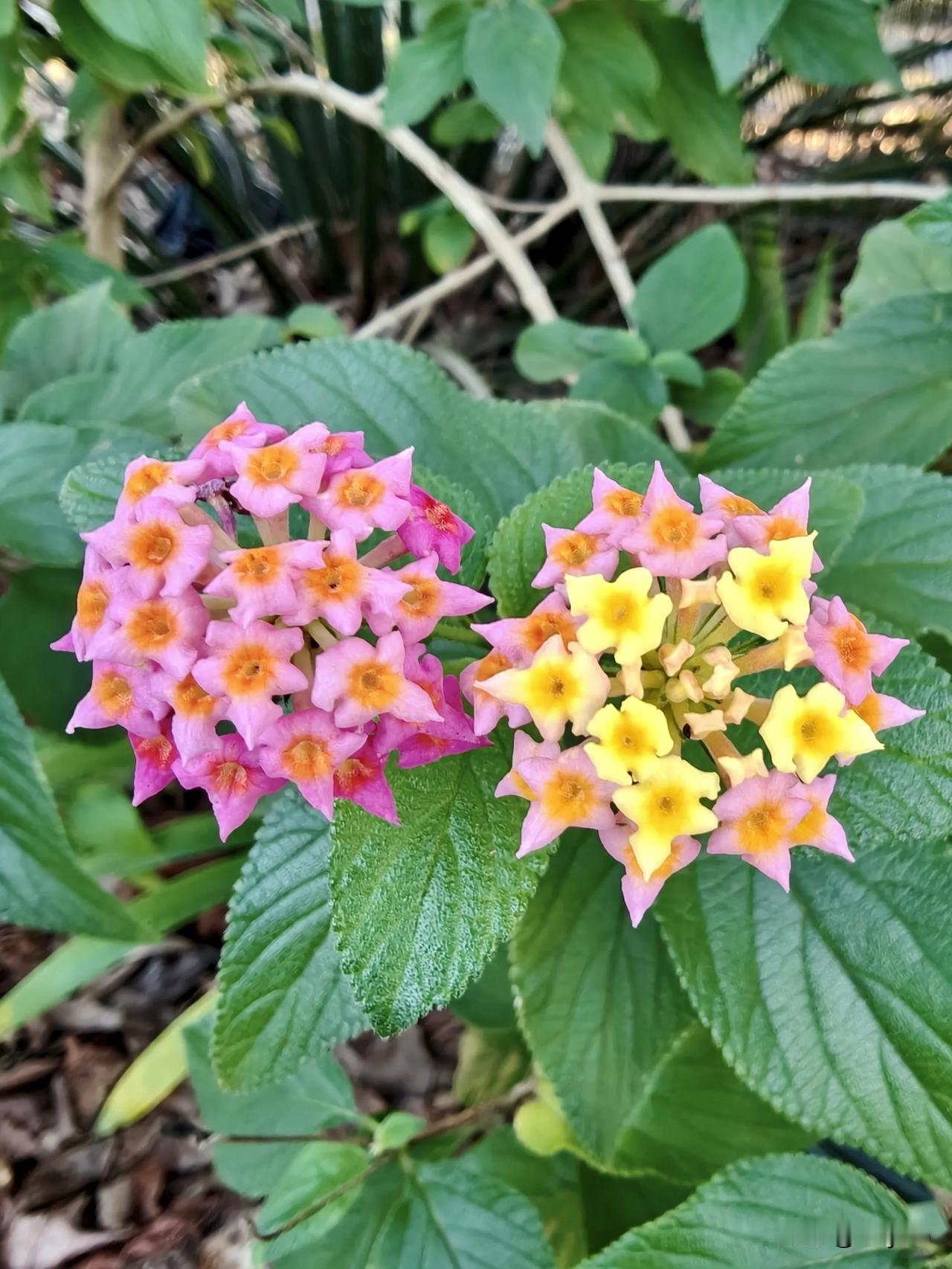 花园里的马缨丹，也叫五色梅悄然盛放，小花团渐变斑斓，粉、橙、黄层层交织，叶片翠绿