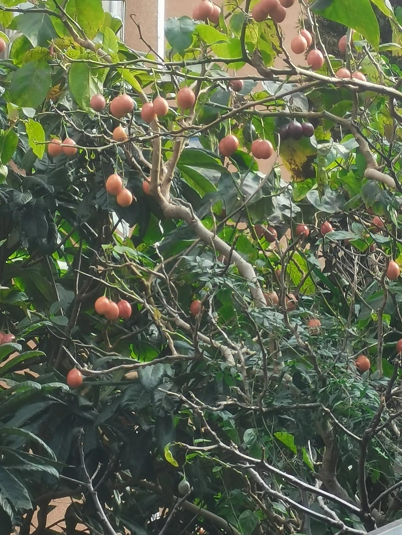 这个是什么水果啊！在昆明的人家院子里见到的，有人的话问一下，可是没有看到主人家。
