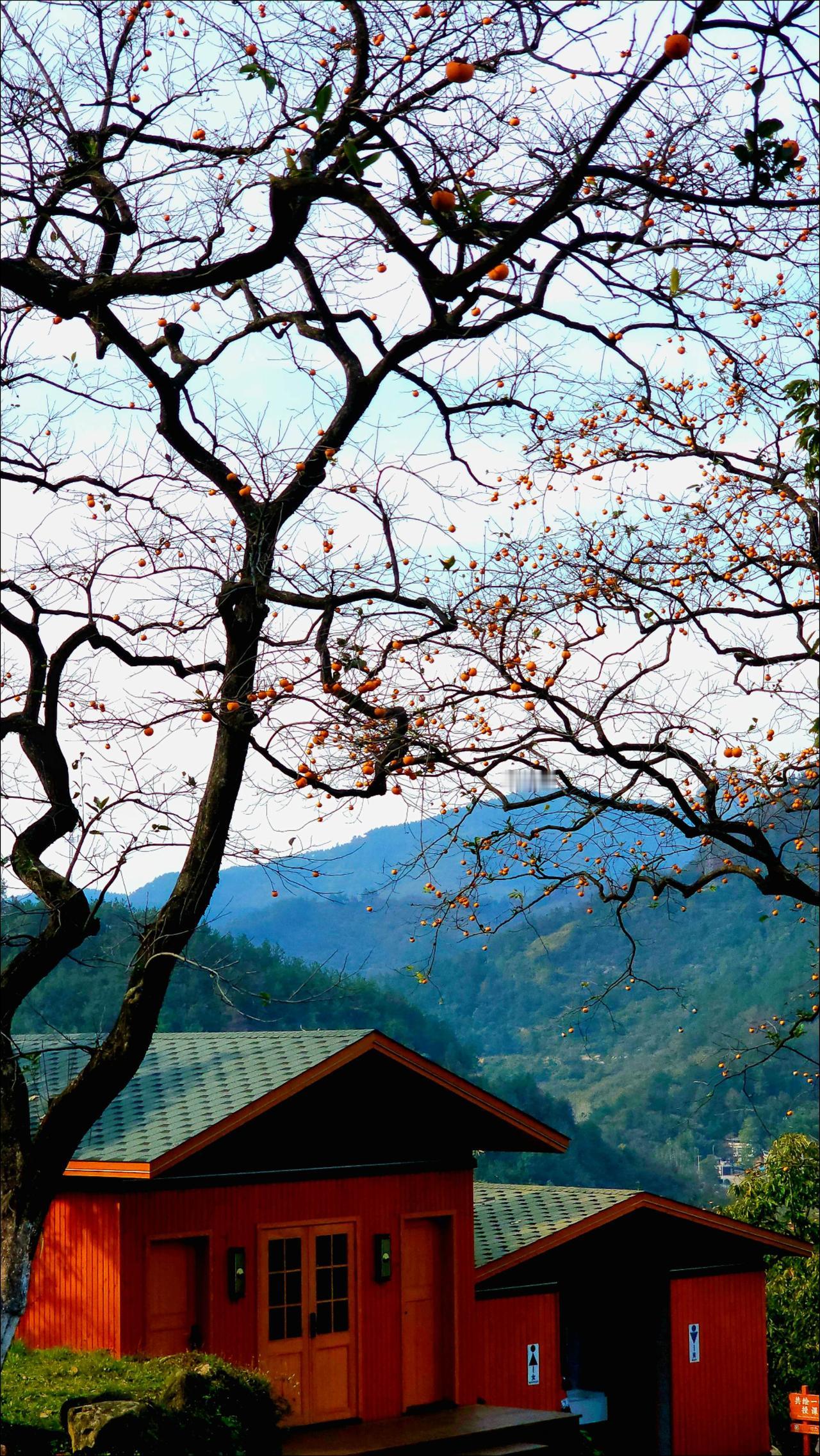 苍葭冲古村
中国强全球摄影旅行 这就是选择我们的理由 国内外中高端自驾摄影 想要