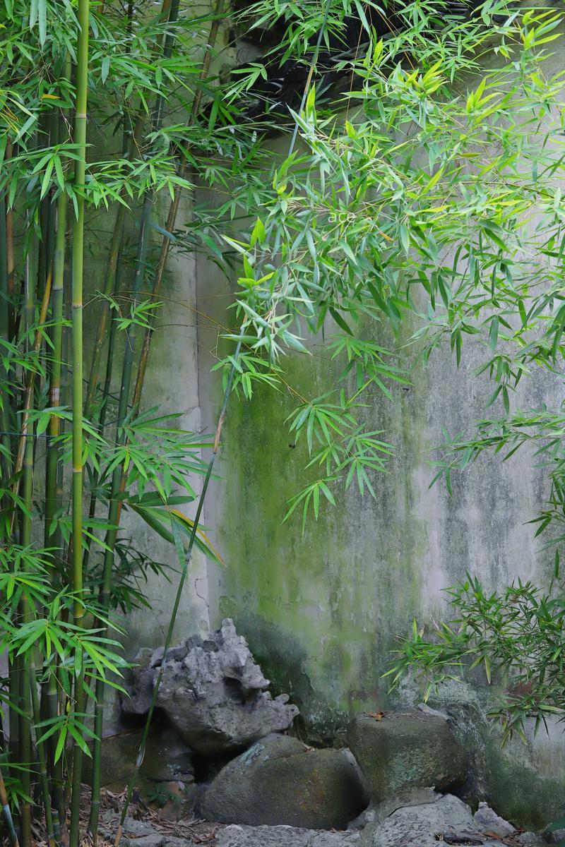 你能对出“老松立岭苍风劲”下联吗瘦竹倚窗翠绿清