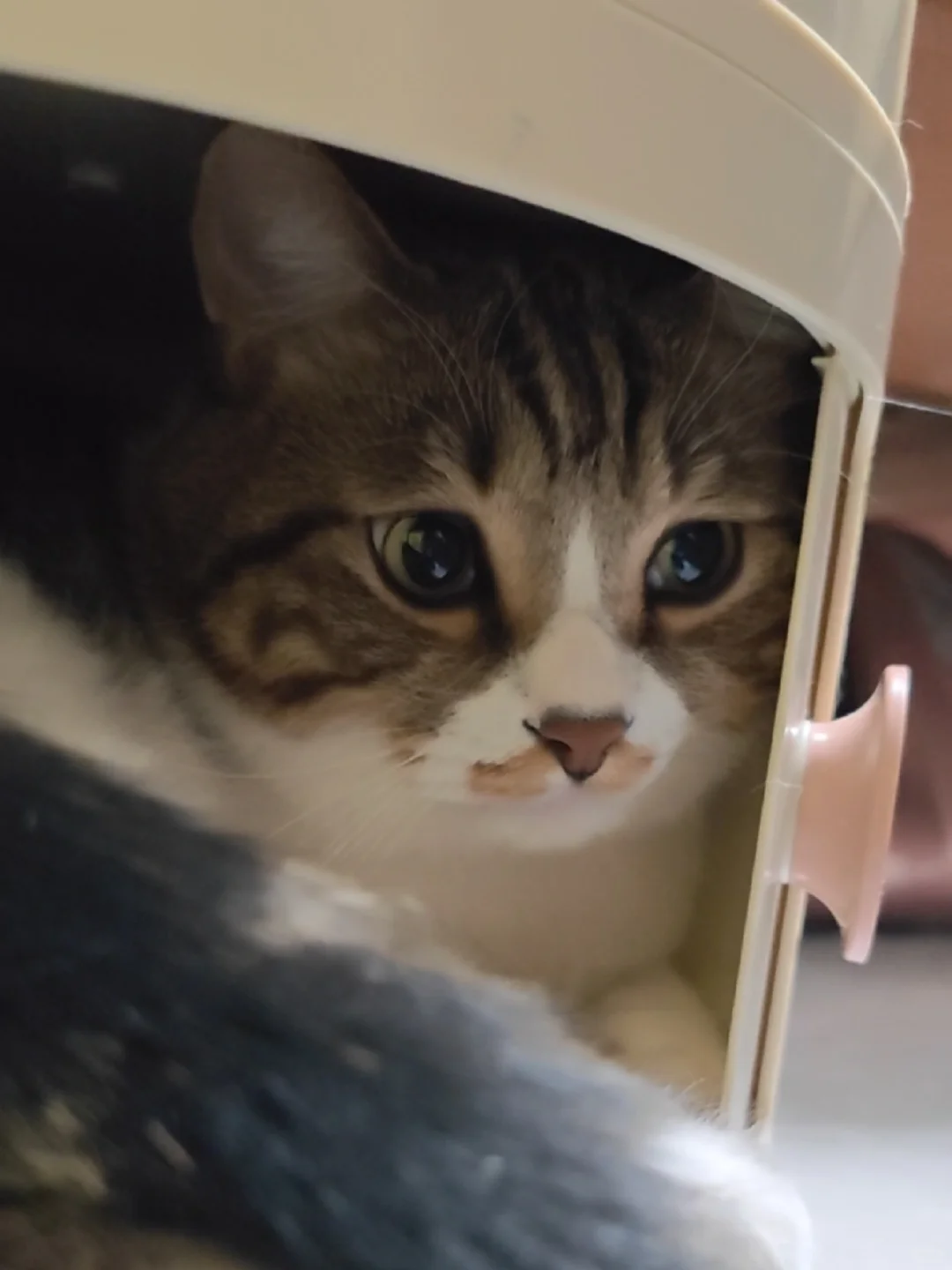 从小猫咪的眼里看到了无限爱意