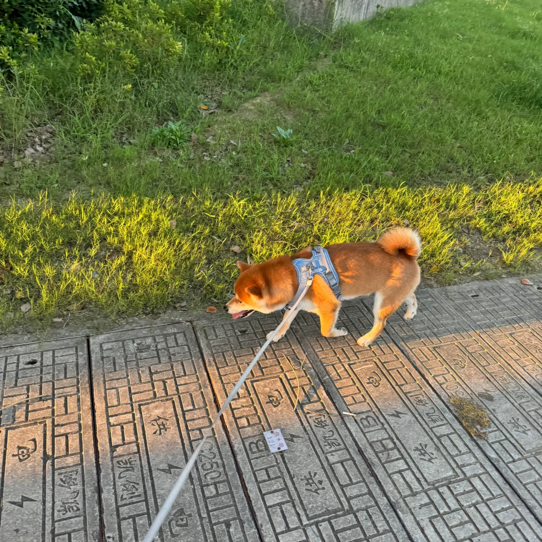 凌晨5点发光的小面包