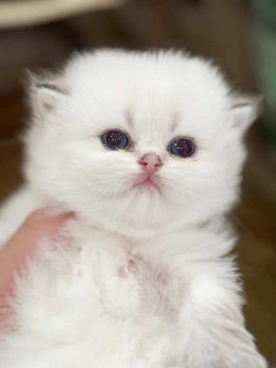 可可爱爱的小奶猫