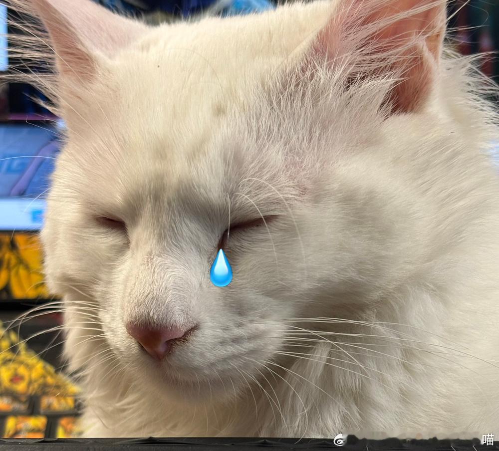 49744【猫，好鱿鱼】 
