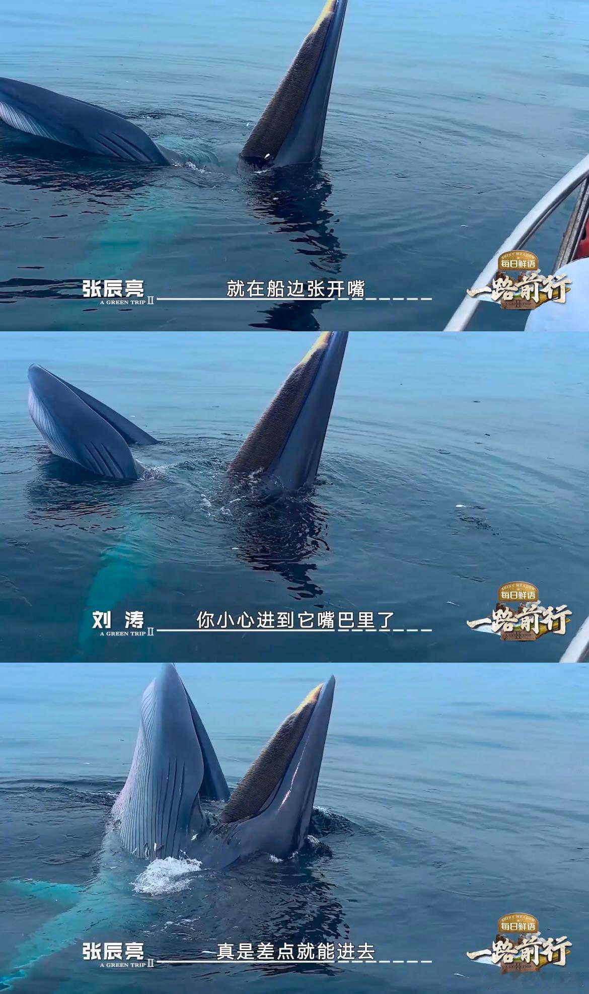 一路前行拍到绝美布氏鲸出海镜头  想要见到鲸鱼，可能比见流星雨还难，但今天，涠洲