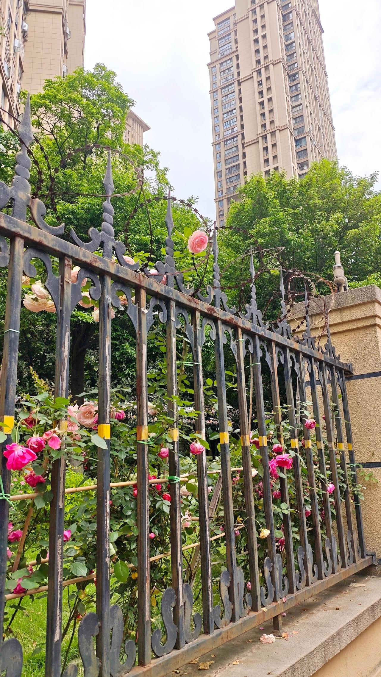 小区打卡 护栏月季 防盗网里靓丽的风景线 楼下即是最美的风景 花墙与高楼