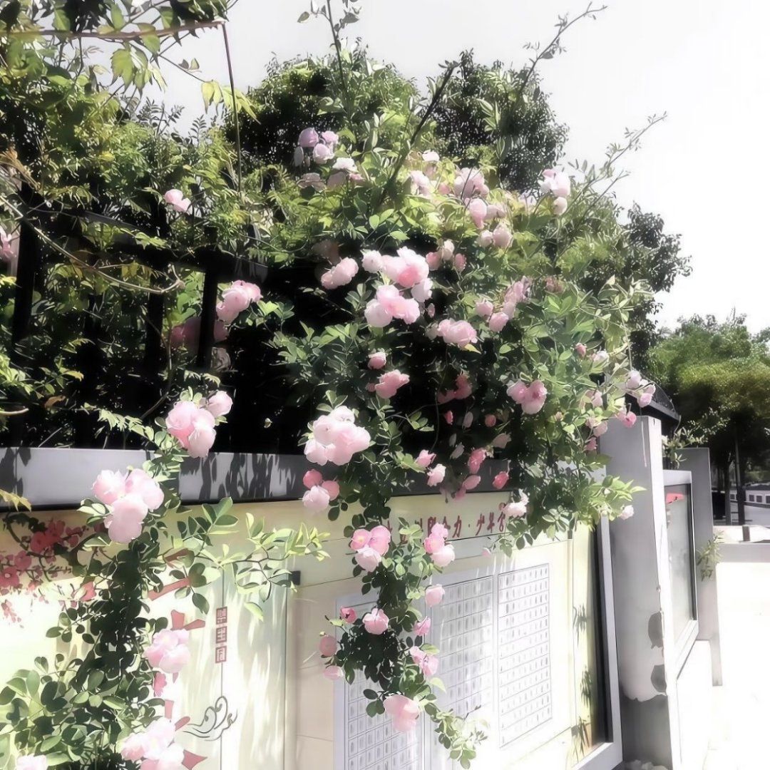 WeChat套图 | 头像背景图搭配 | 高质氛围感女头 