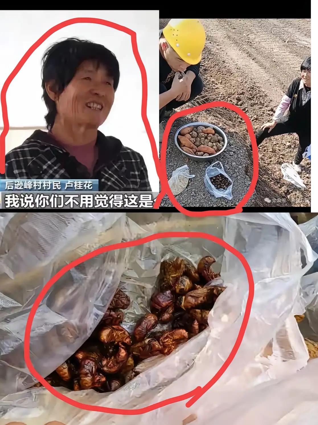 这是顶配的诚意！山东大姨连续9天“硬核投喂”河南工人，连油炸知了猴都端出来了！