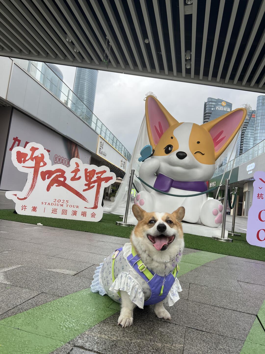 狗狗也追星成功辣！