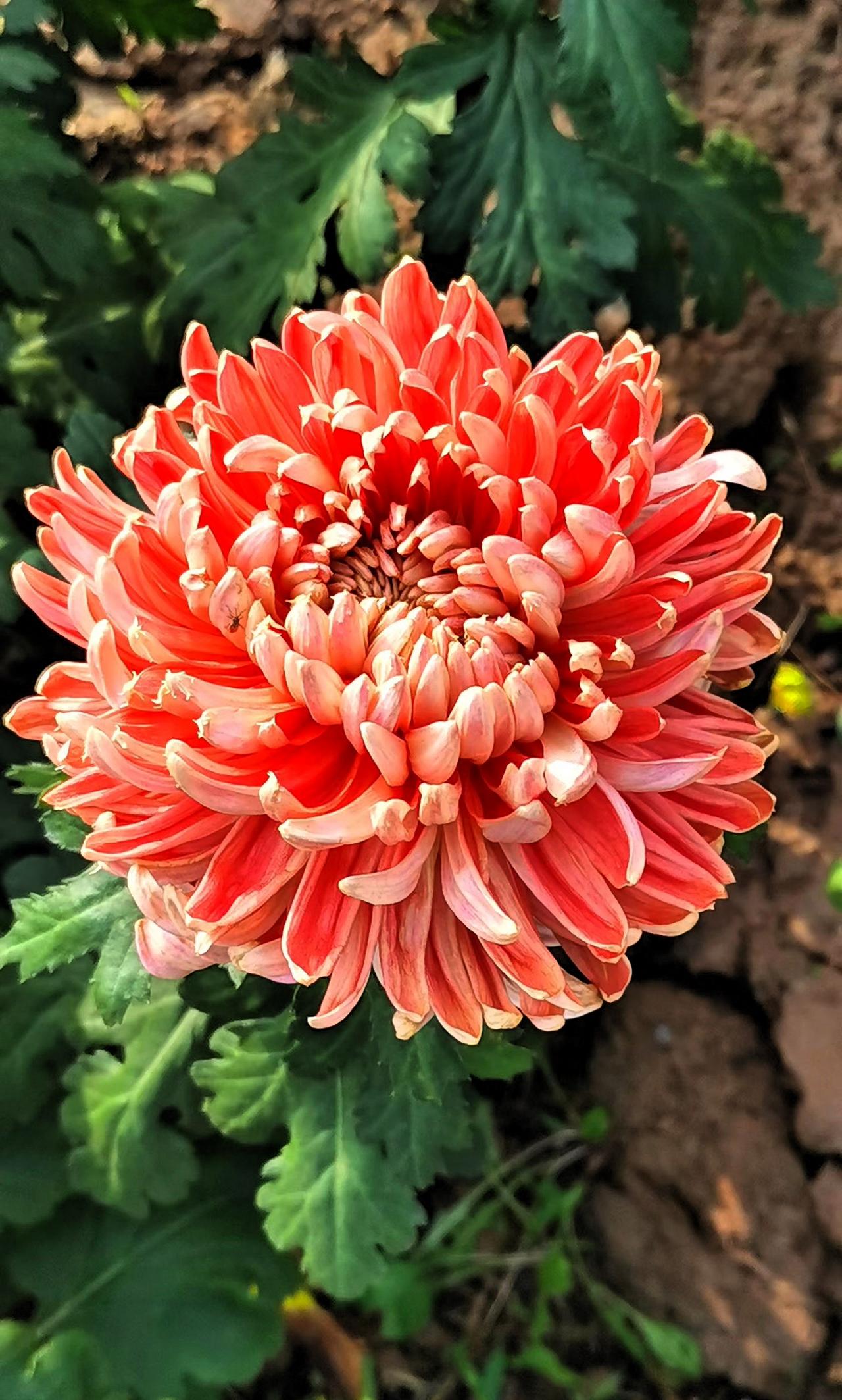 【原创】冬日赏花：惊艳、靓丽夺目的花朵，绽放自然之美！🌸💐🌺