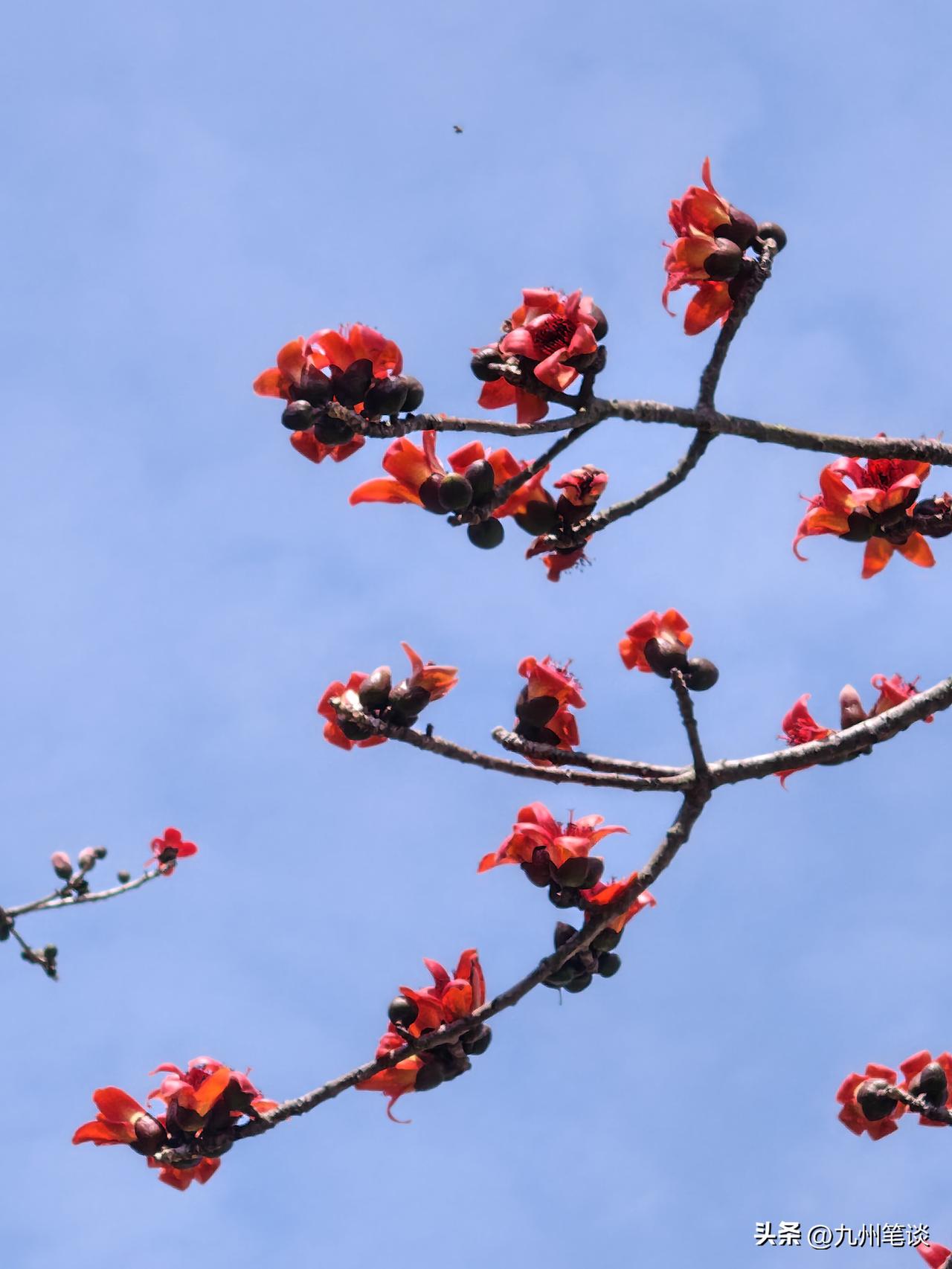 木棉花开，如火如荼，木棉花又名攀枝花，是广州市和四川攀枝花市的市花。
想不到攀枝