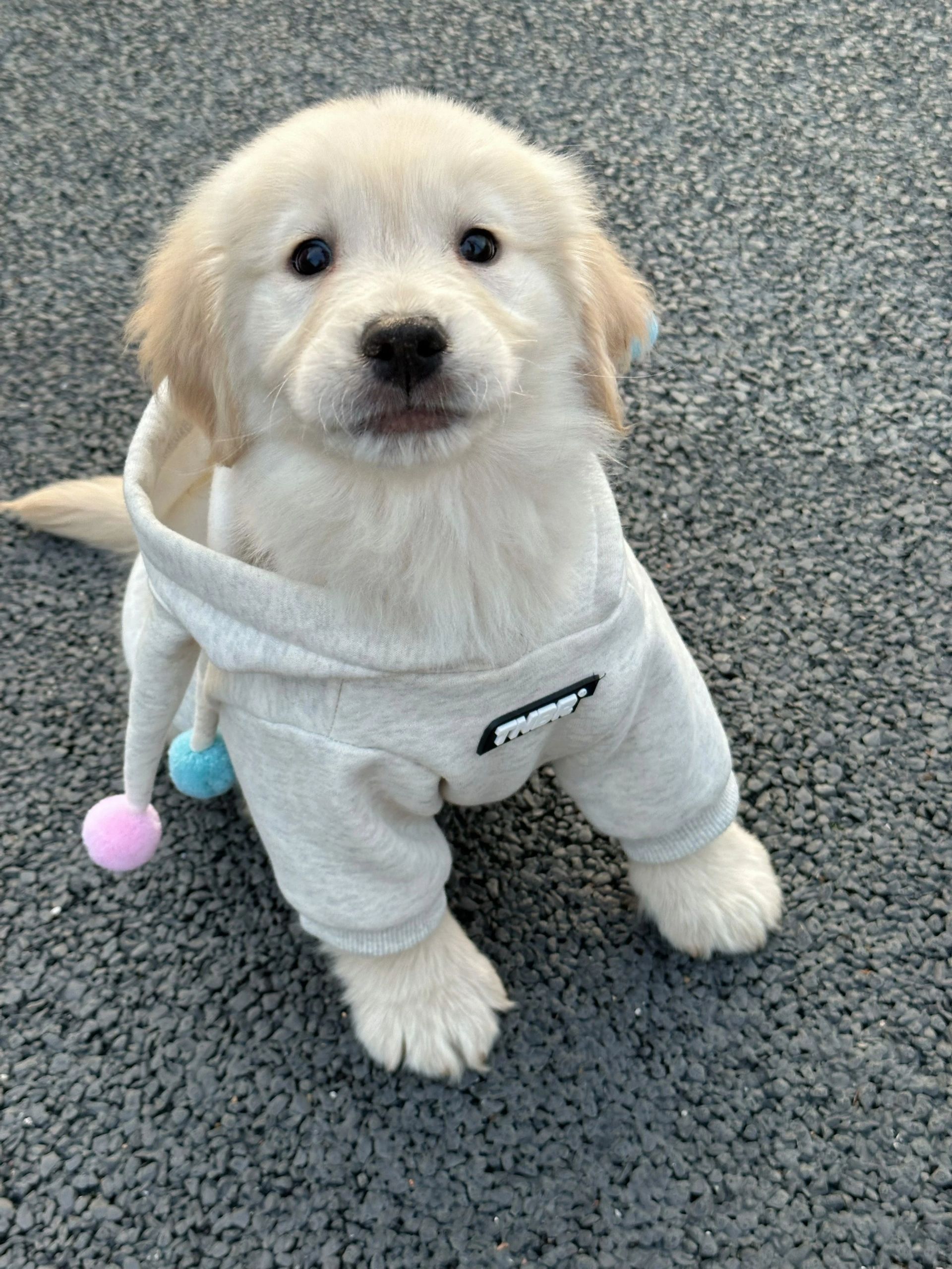 小金毛宝宝🐕 