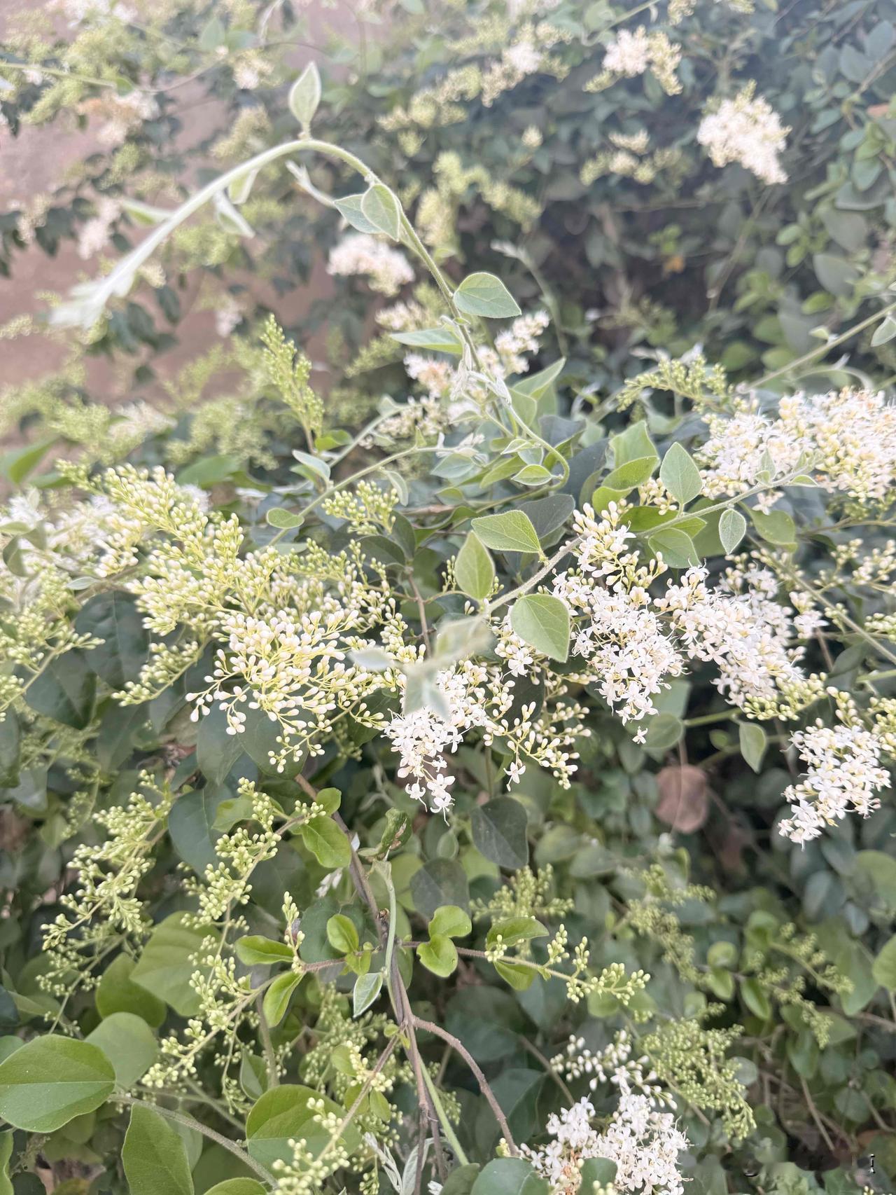 散步时被这丛白花花的小家伙迷住了，满枝细碎的小白花挤在一起，像撒了一把碎雪在绿叶