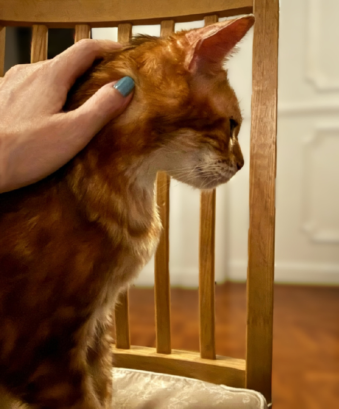 周慧敏的猫去世了 周慧敏发文纪念自己今天去世的猫猫：Mike仔今天走了，比预期来