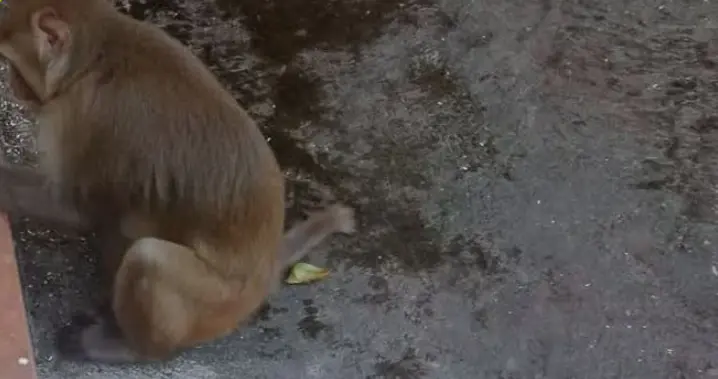 “看着可爱，靠近就危险！”缅甸东枝景区超10人被咬