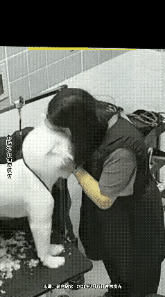 亲昵瞬间变意外！女子亲吻剃毛爱犬反被咬伤，原因警醒无数铲屎官
 
女子带着她的爱