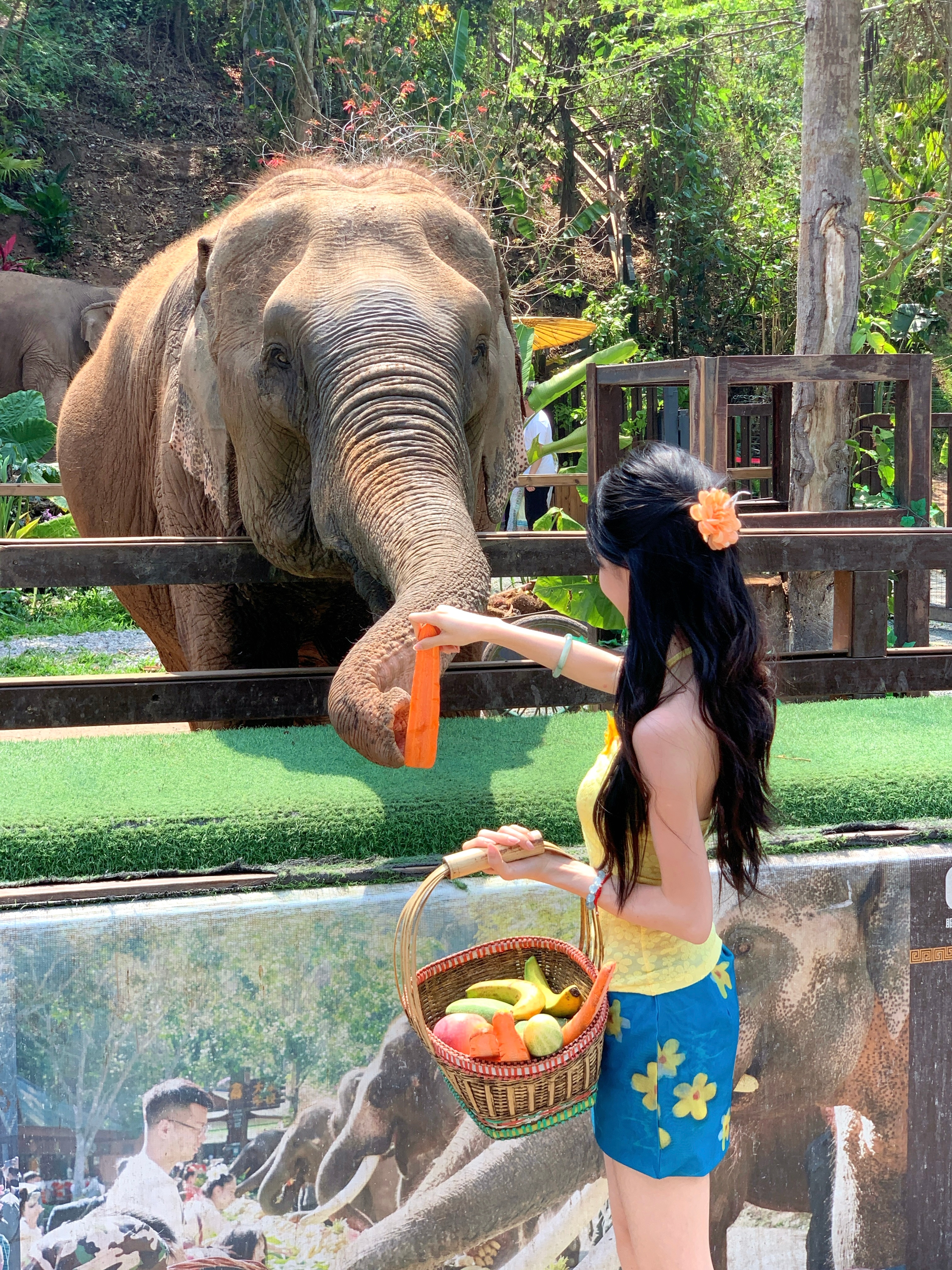 ⊹˚ 🌳⌯🍃𓏲🐘⁺˚ 来野象谷喂大𓃰 啦～ ​​​