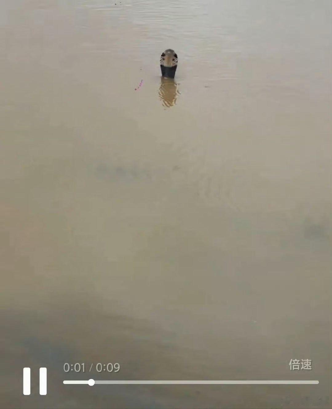 广西 蛇场这些蛇，光看照片都害怕。洪灾+蛇王级别的蛇，救援难度又提升了一大截。而