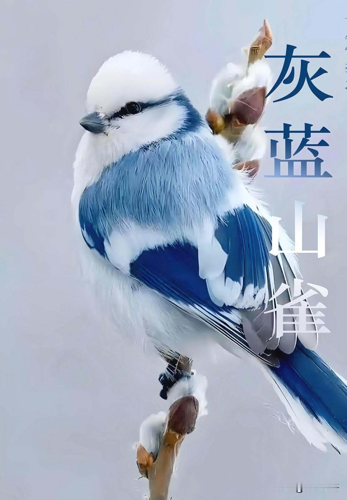 救命！这鸟是艾莎公主转世吧😭

谁还没见过灰蓝山雀我都会伤心的OK？
妥妥冰雪