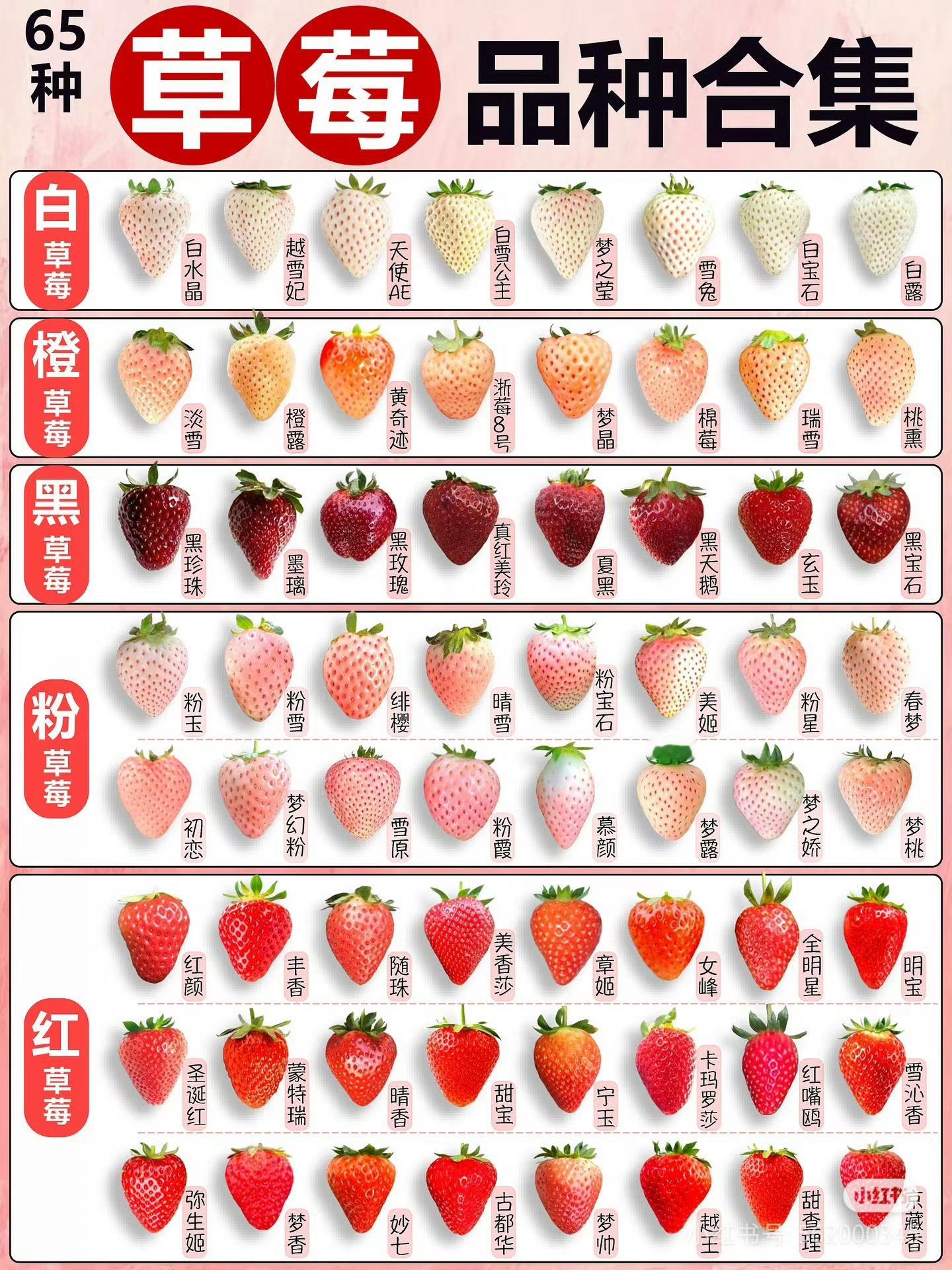 10元一斤草莓和300元一斤草莓区别一个草莓搞出这么多品种，是不是都属于杂交品种
