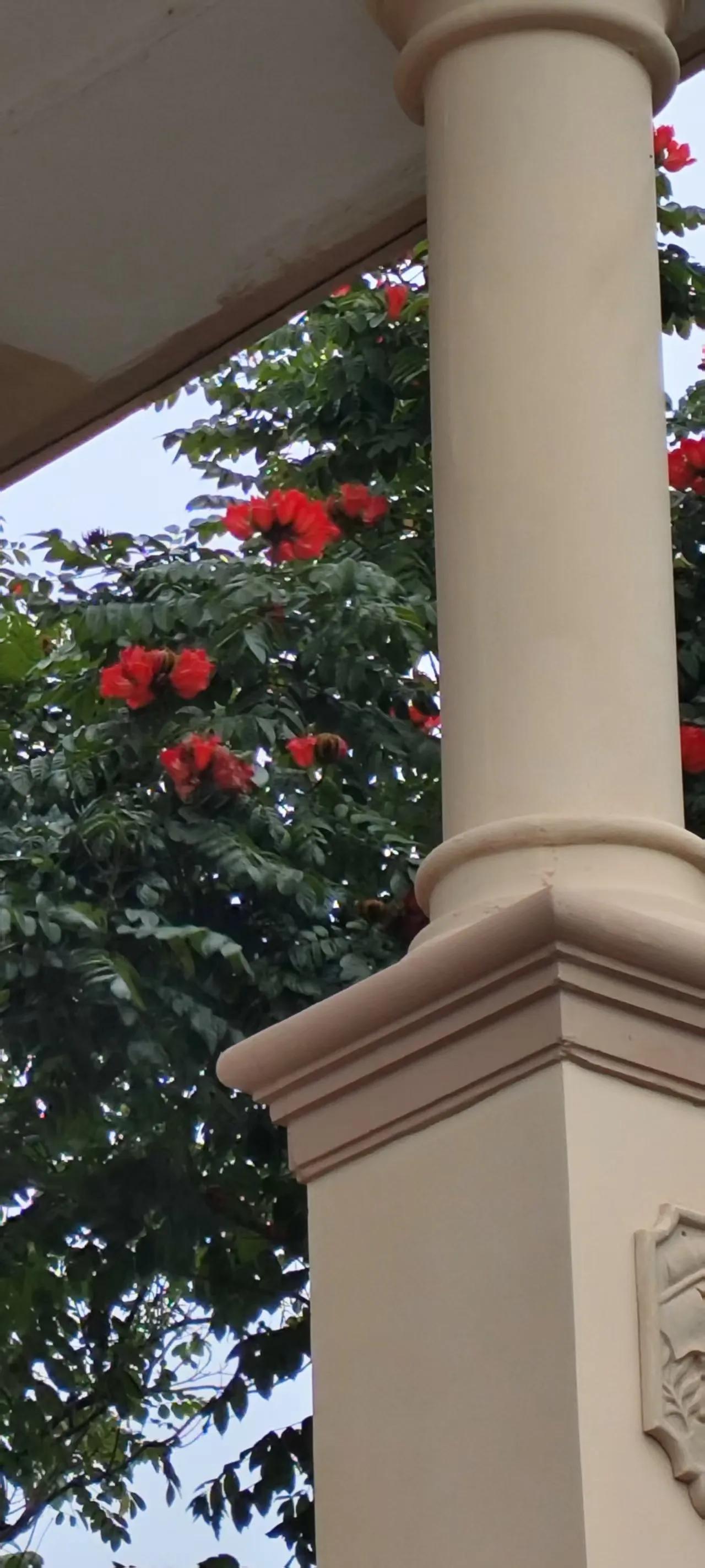 红艳花开映晴空，古典柱廊添雅韵。