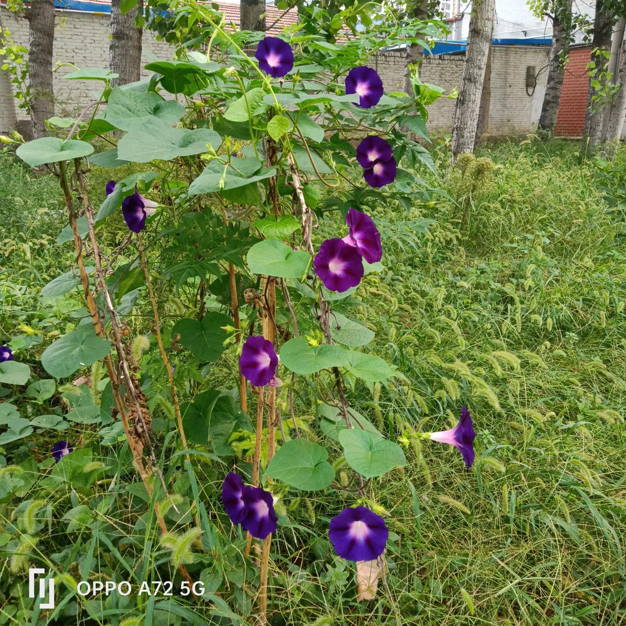 #美丽的牵牛花分享#
花有重开日，
人无再少年。
留忆印脑海，
回味绕心田。