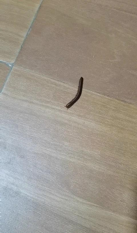 刚刚地板发现虫虫~
谁知道这是什么？有谁玩过这种虫子🐛昆虫 有趣的昆虫 虫子滚