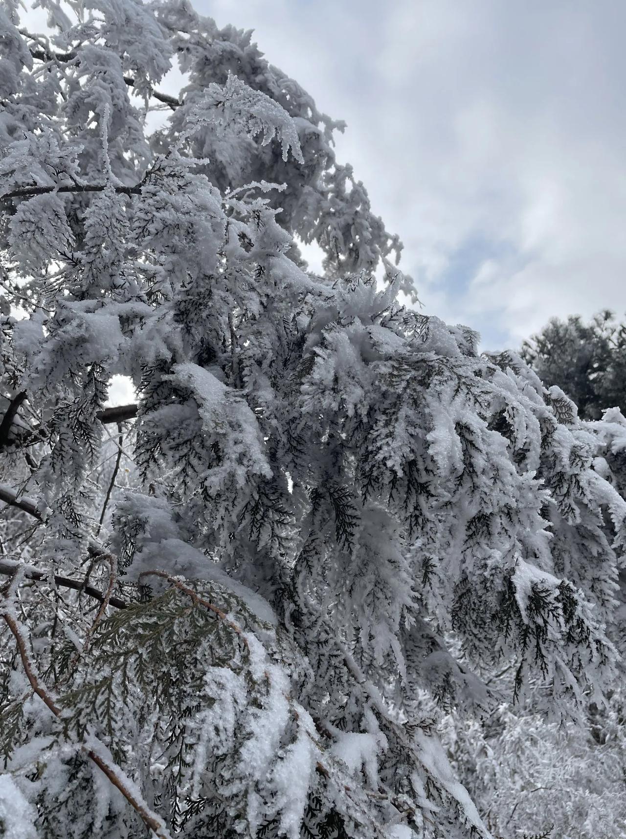 秦岭雪
当我们在城市享受绵绵春雨时，秦岭里又飘了一阵雪，并且将秦岭妆扮的银装素裹