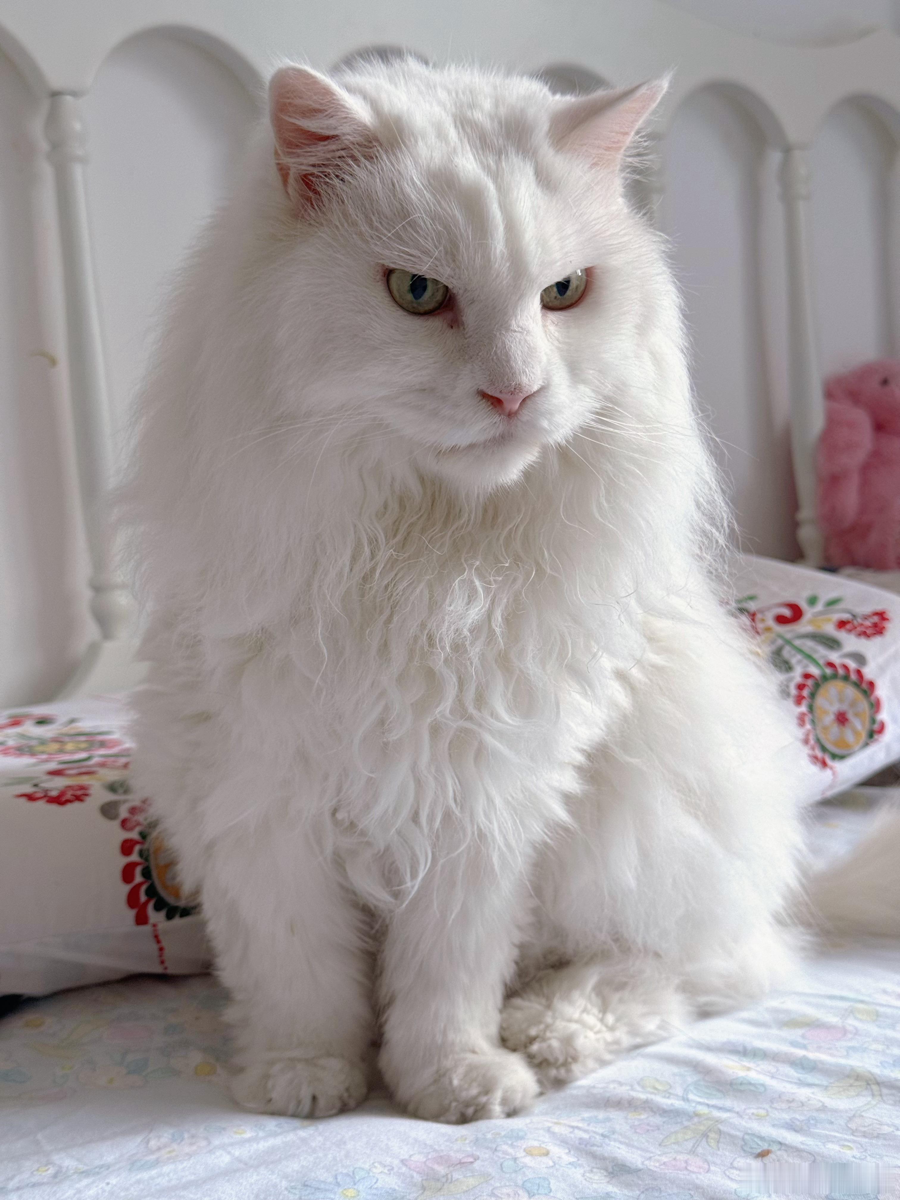 乖小起  · 猫界高冷天花板，不好惹但超好撸 