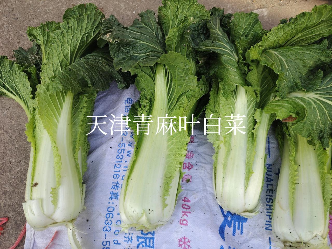 一一兔哥
我这些年一直推广种植天津青麻叶大白菜，炒菜或`凉拌。还可以直接生吃，别