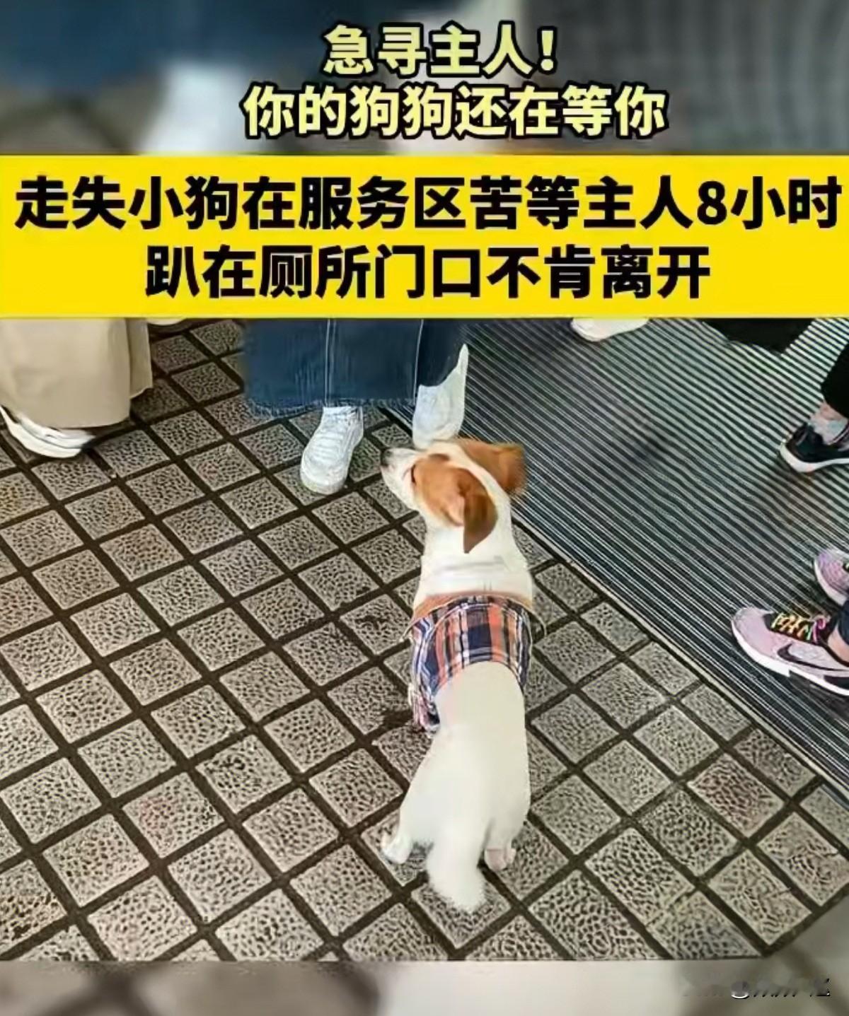 小狗高速服务区苦等主人！
在粤北山区蜿蜒的高速公路旁，高岗服务区像往常一样迎送着