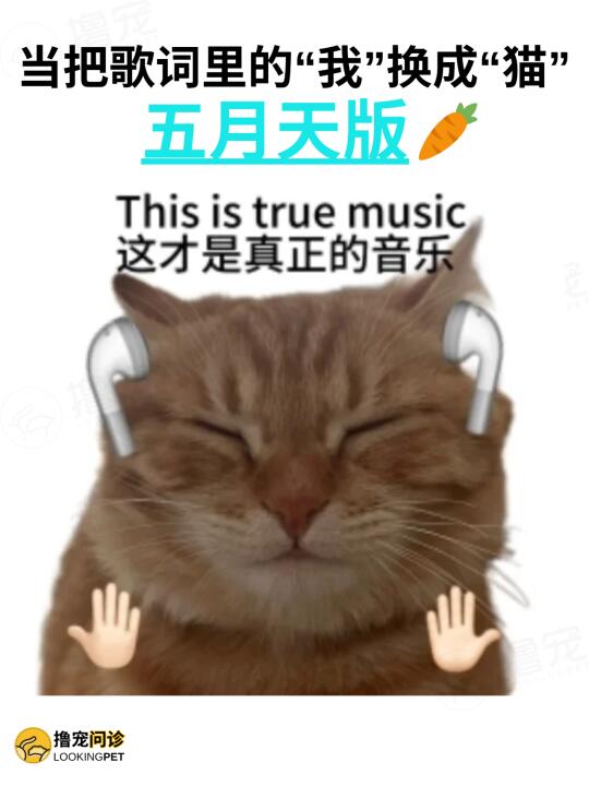 有无老师集合🥕没有人可以拒绝猫猫🤘