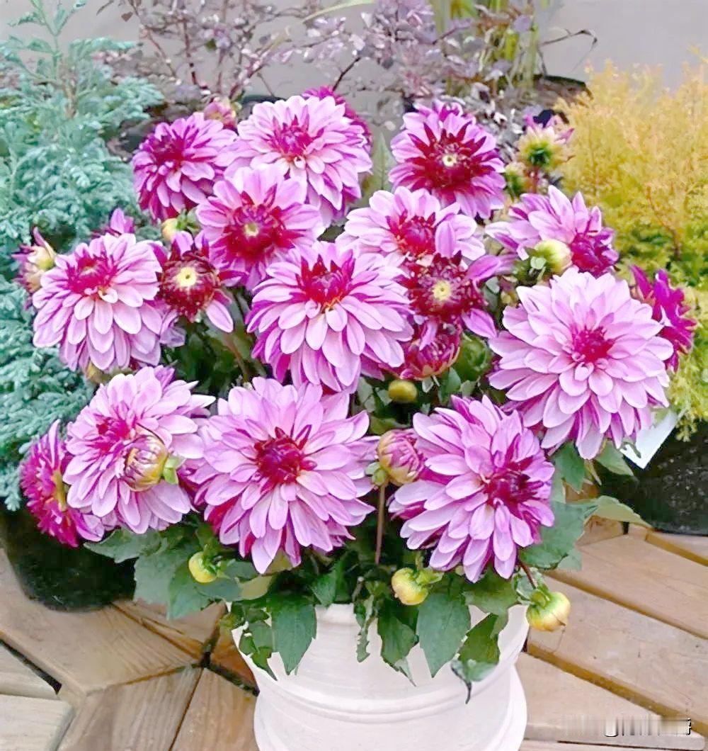 我老公的弟弟是个狠人，
小学毕业娶了个文盲，俩口子加起来识一箩筐字。
一个在仓库