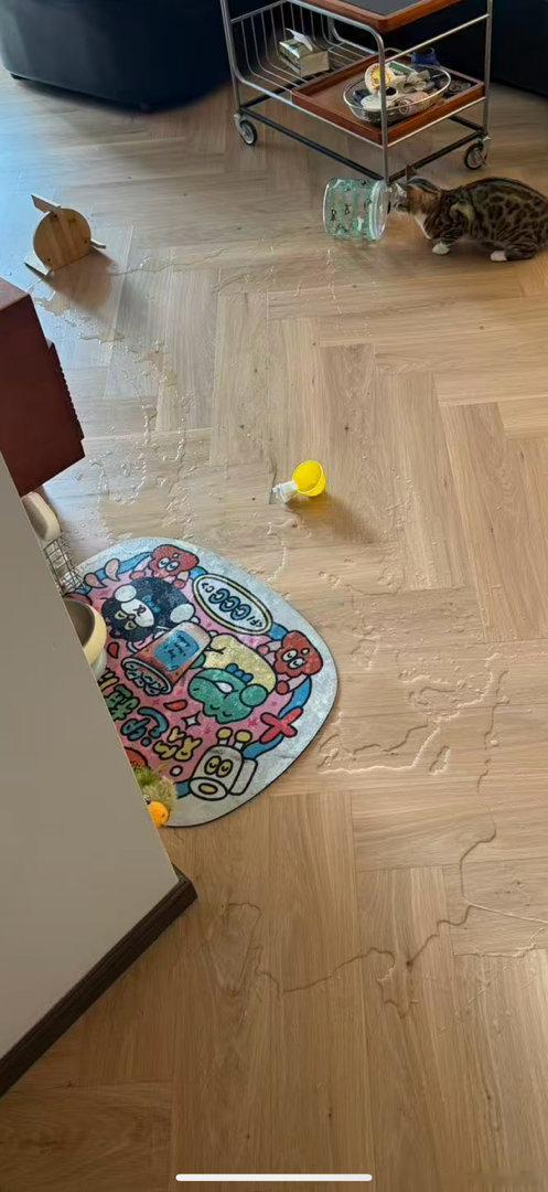 给33已经换了四个水盆了！依旧每天打翻… 两只神经猫 