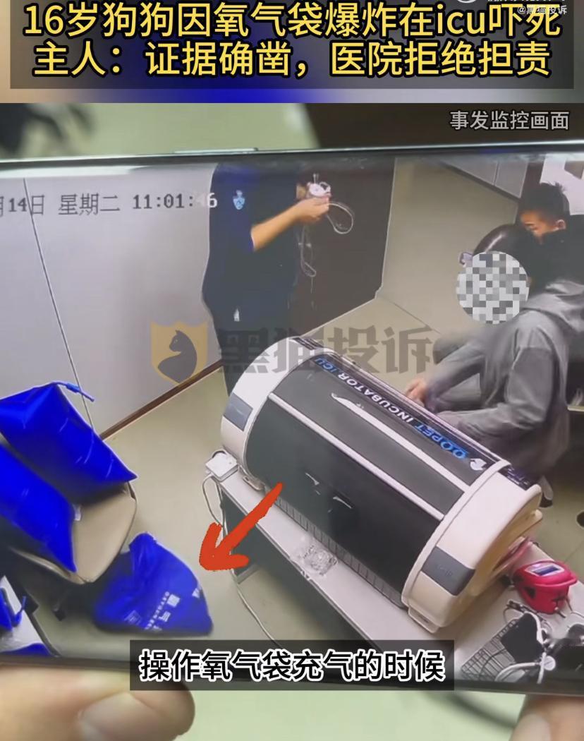李先生带着16岁爱犬在内蒙古自驾时，狗狗因腹泻被送进一家当地动物医院。在ICU治