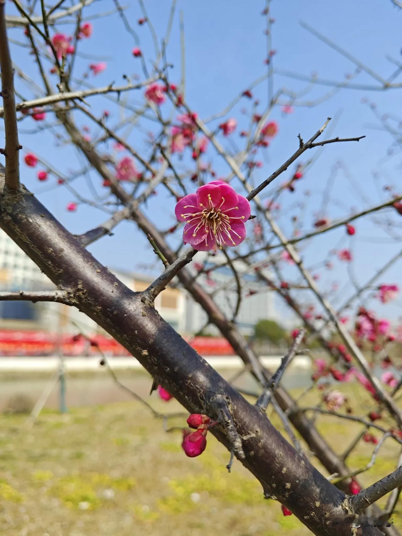 春日赏梅助长美好心情！