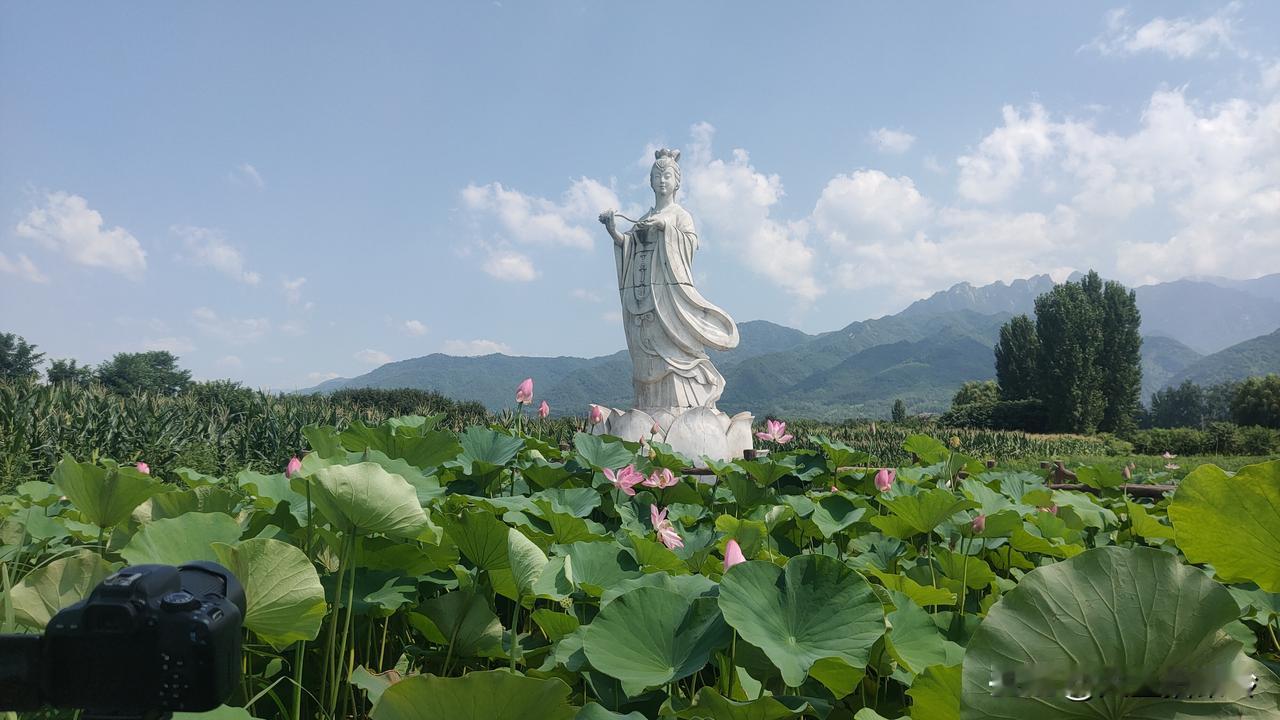 王莽的千亩荷花开了
王莽乡属长安区，位于秦岭脚下，每年的7月份千亩的荷花如期开放